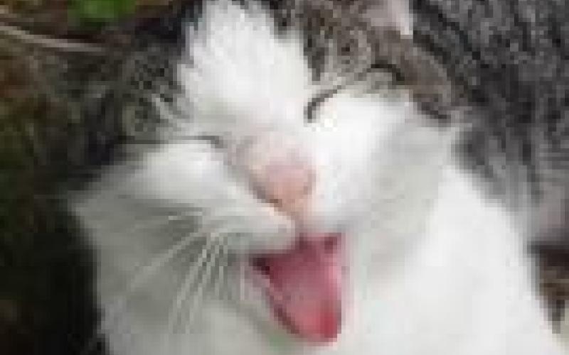 هل احزن على شيري عمان أم سامبو حارتنا 