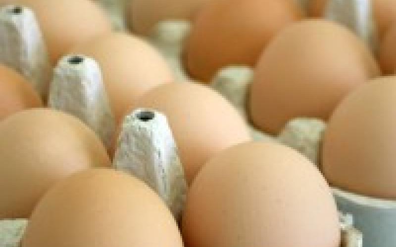الاردنيون مكتفون ذاتياً من البيض 