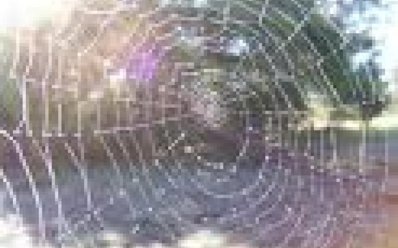 بيت العنكبوت