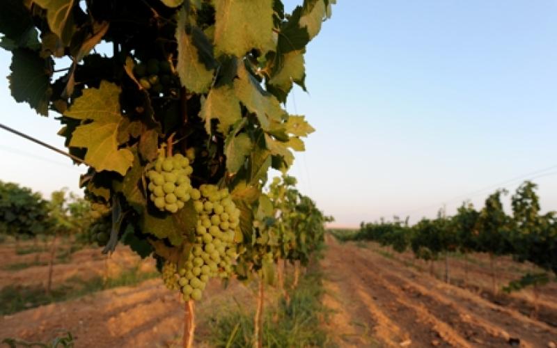 الزراعة الطبيعية في الأردن تنتج نبيذاً مميزاً