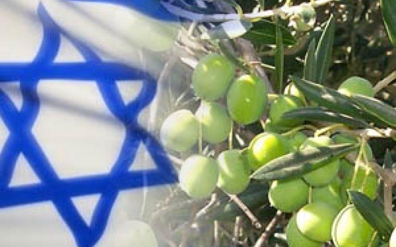IAF deplores importing olive to Israel