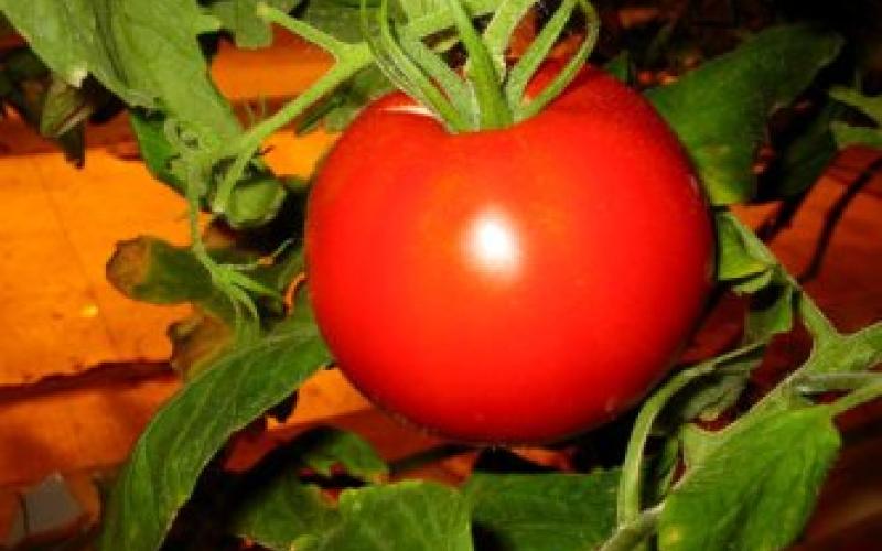 انطلاق حملة مكافحة لحشرة حفار البندورة