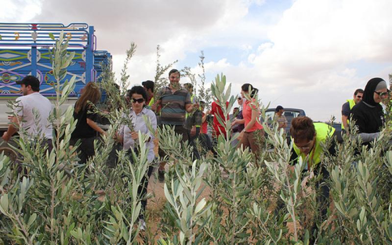 A Jordanian 350.org Work Party: Planting Trees In Mafraq