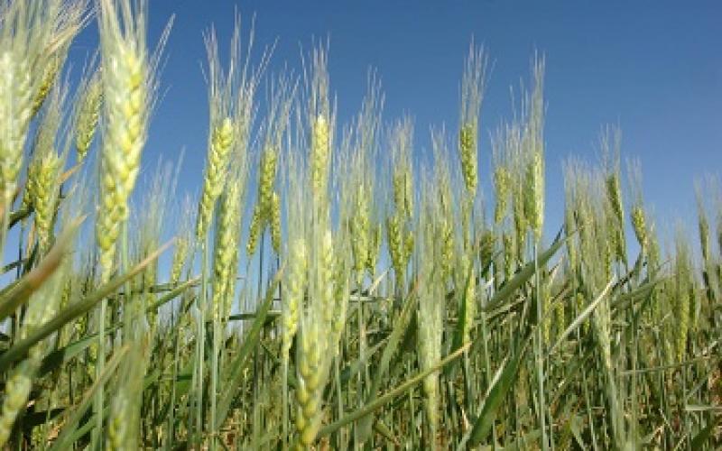 Tender to buy 100,000 tons of wheat