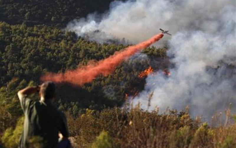 السفارة الاردنية في اسرائيل تساهم في زراعة الأشجار في الكرمل 