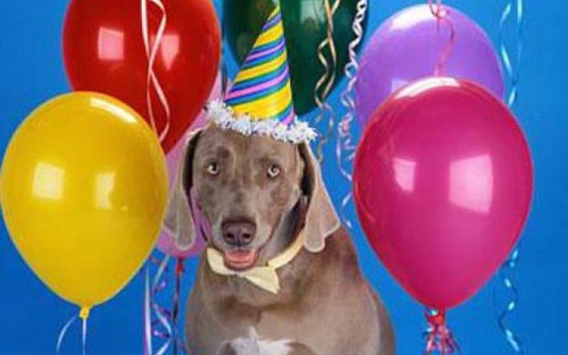 Female spends USD42000 on dog’s birthday party