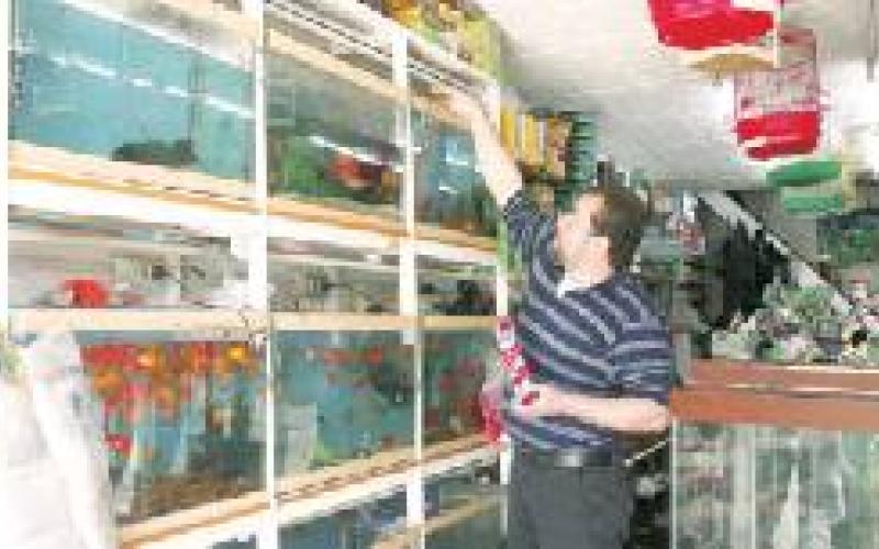 محمود: يحترف تربية الطيور والأسماك 