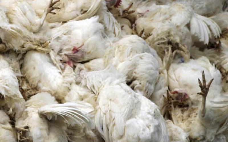 مزارعون يؤكدون عودة انفلونزا الطيور والزراعة تنفي