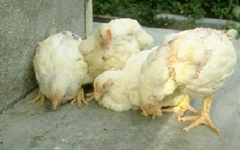 الزراعة تنفي إصابة الدجاج بـ " النيوكاسل" رغم تأكيد الصحة 