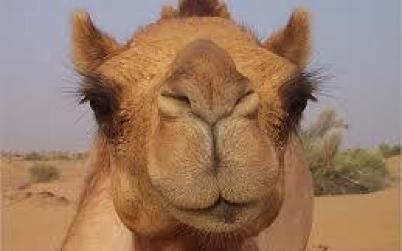 ياما كسر هالجمل بطّيخ!!