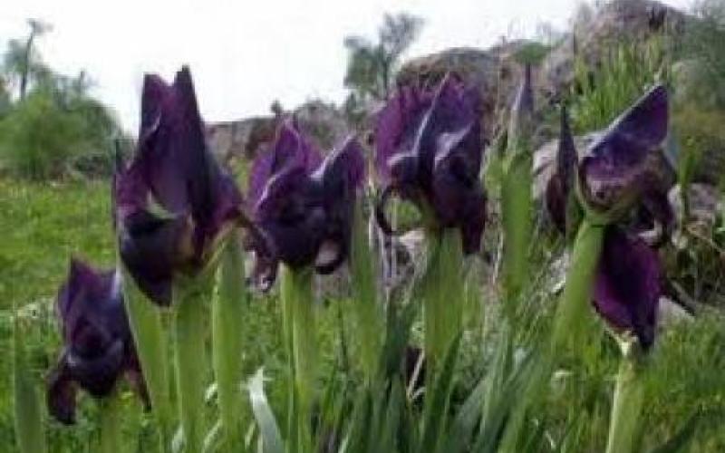 طقس ربيعي معتدل في اليومين المقبلين