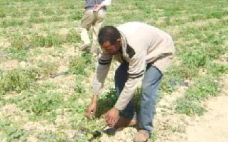 Damia farmers threaten to quit