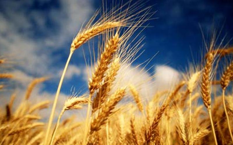 Jordan to Plant Wheat in Russia