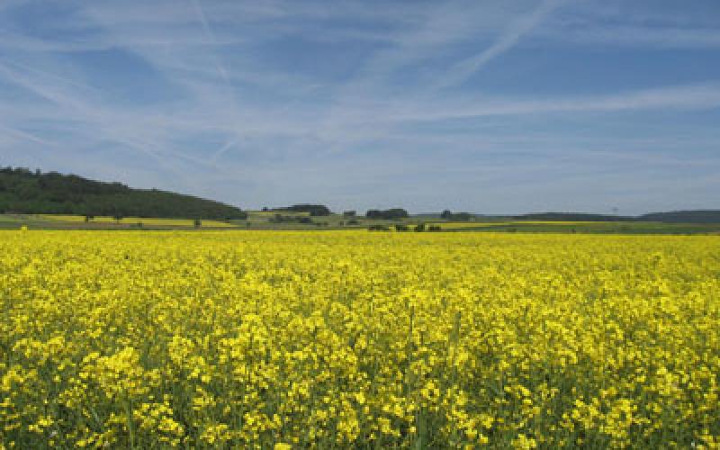 طقس صيفي معتدل والعظمى في عمان 30 درجة