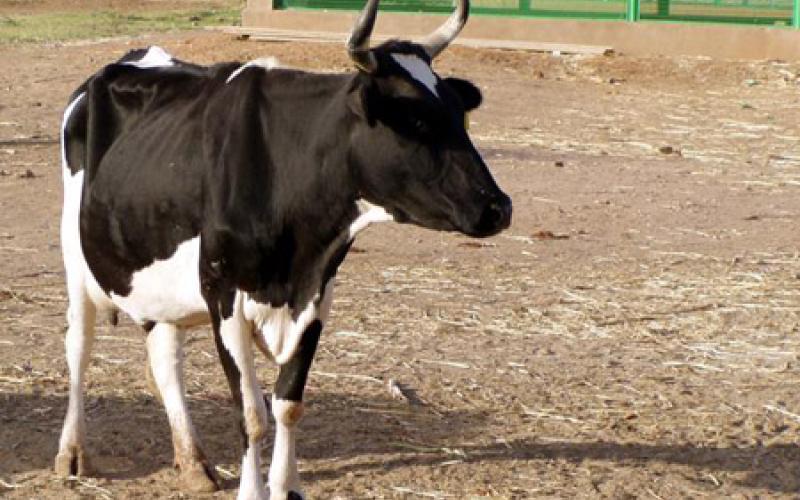 الإحصاءات : 982 مزرعة أبقار في الأردن