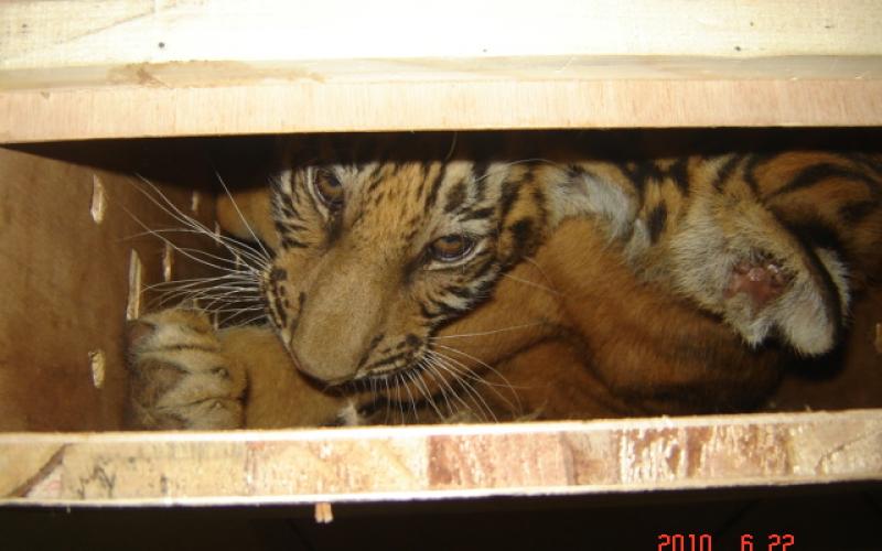 مجلس الوزراء يعفي الحيوانات من الرسوم الجمركية