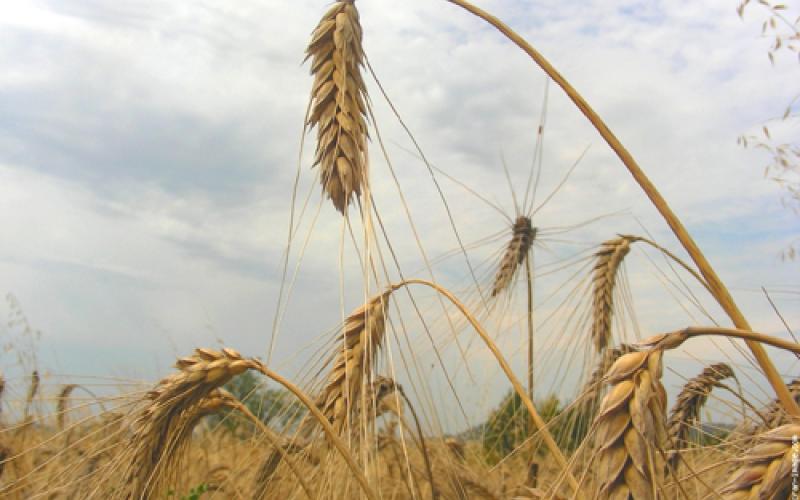 تنظيم زراعي جديد يركز على زراعة الحبوب