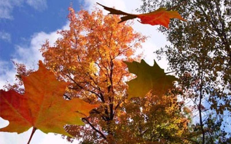 حكمونا كدينصورات وسقطوا كأوراق الشجر 