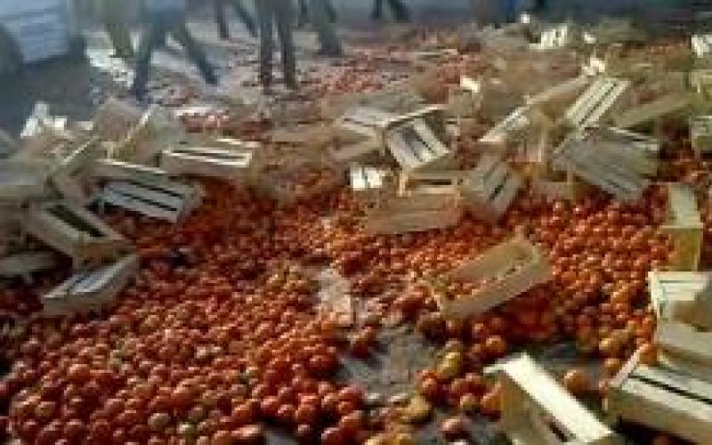 قرشان: دعم حكومي للمزارع لكيلو البندورة المباع للمصنع