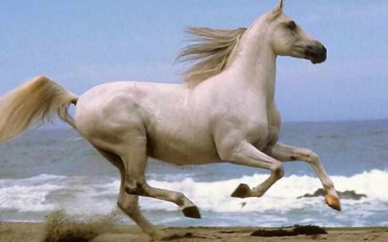 نطفة الحرية..