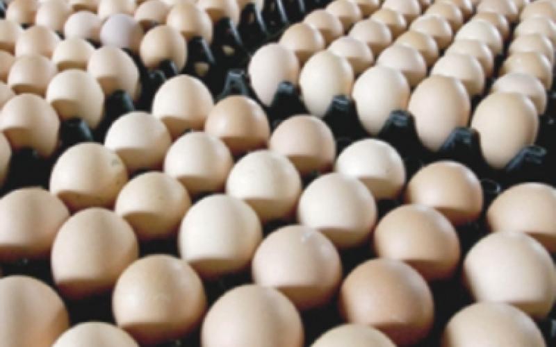 الاتحاد النوعي للدواجن: انخفاض على أسعار البيض