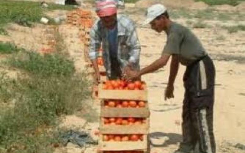 اتحاد المزارعين: قلة الإنتاج والوسطاء وراء ارتفاع أسعار البندورة