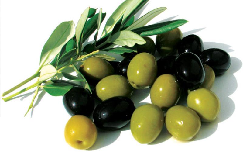 مياه الزيتون.. سم من ذهب يتسرب في البشر والشج