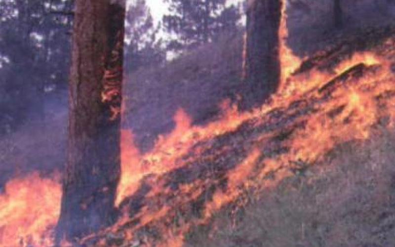 اخماد حريق أشجار حرجية مفتعل في عجلون 