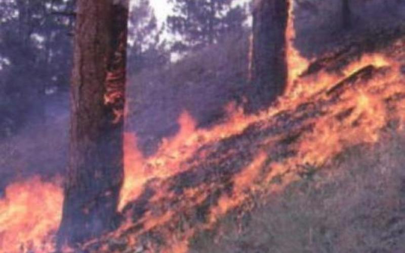 3200 حادث حريق أعشاب وأشجار منذ بداية العام 