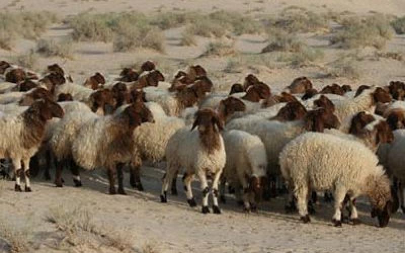 القبض على سارق اغنام يقود للكشف عن سرقات