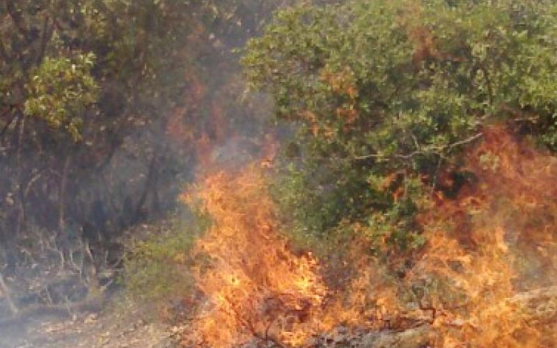 السيطرة على حريق محاصيل وأشجار في جرش