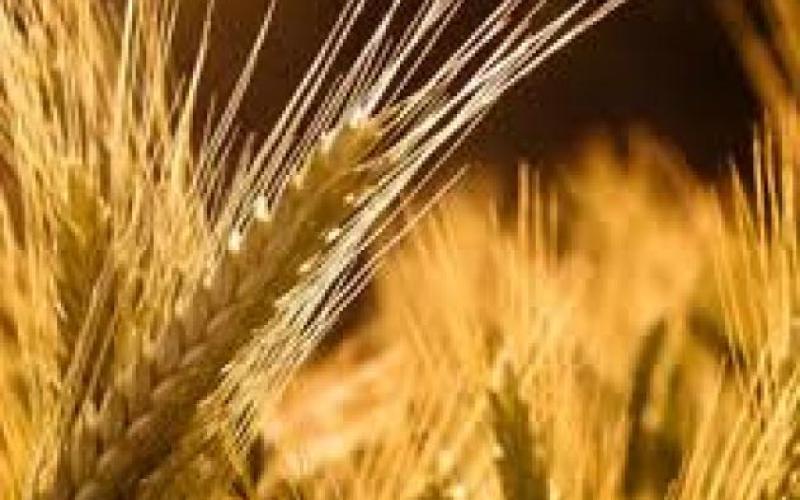 إلغاء مناقصة لشراء القمح مع ارتفاع الأسعار