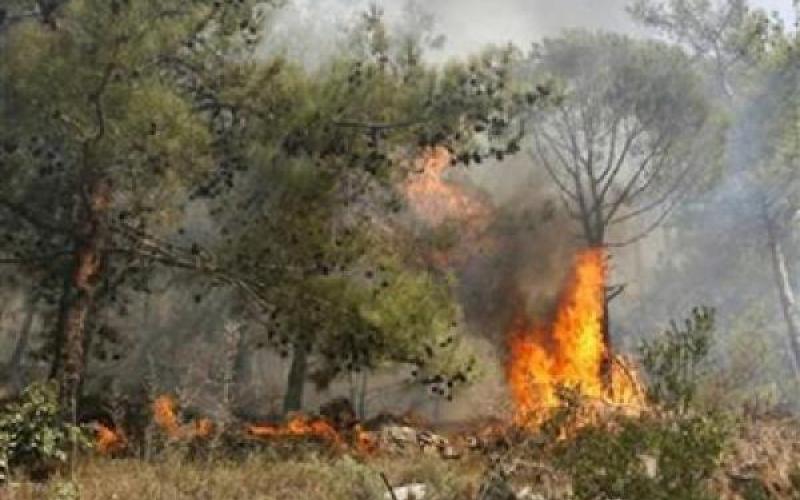 امتداد حريق من الجانب الإسرائيلي إلى العدسية