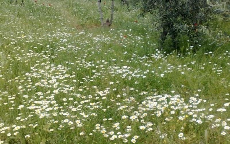 طقس معتدل في المناطق الجبلية 