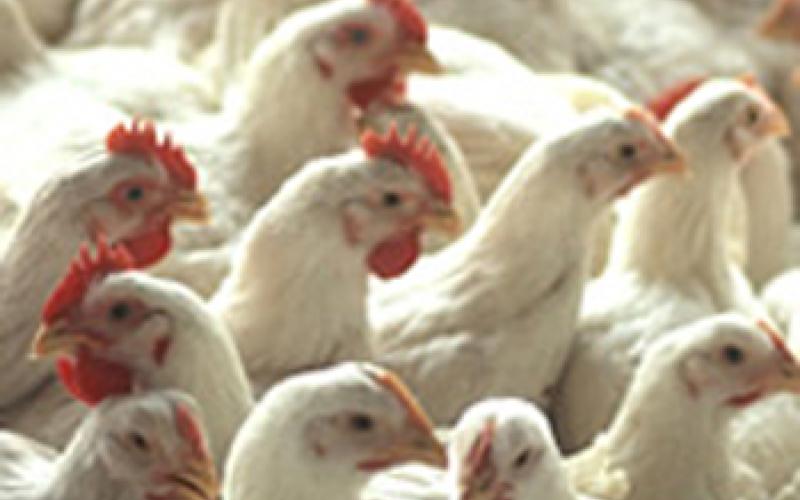 حماية المستهلك: استغلال التجار لجيوب المواطنين وراء ارتفاع أسعار الدجاج