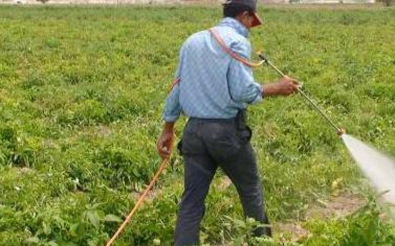 الاغوار: انخفاض المساحة المزروعة بالخضراوات 