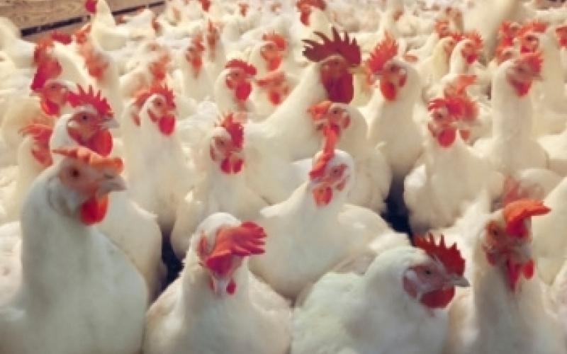 الطفيلة: وقفة احتجاجية على ارتفاع اسعار الدواجن 