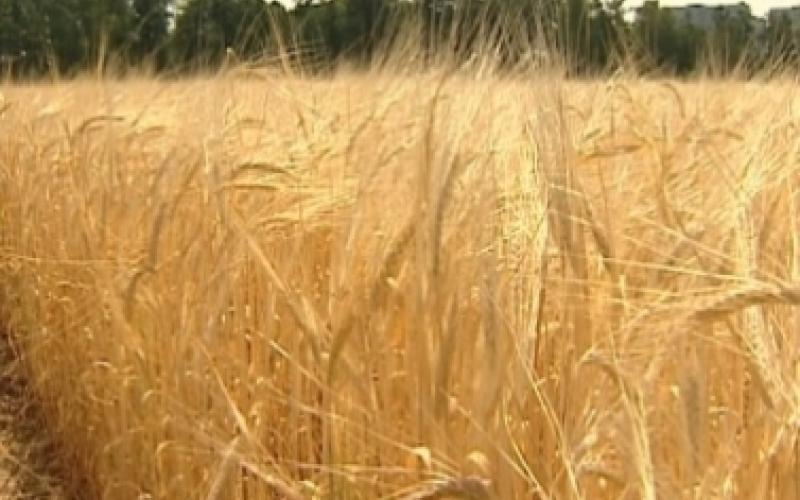 رويترز: الأردن يشتري 100 ألف طن من القمح