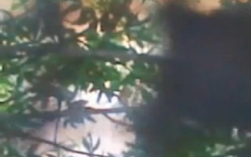 المعايطة ينفي وقوع اشتباكات مع الجيش السوري