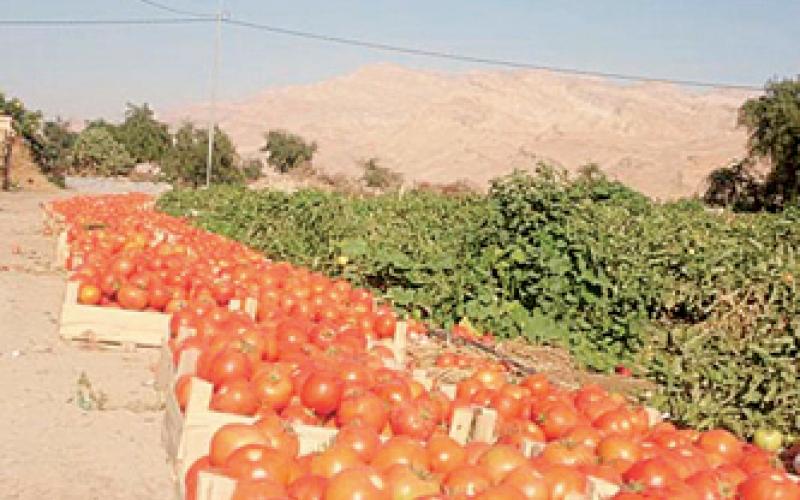 نقيب المزارعين: البعض استغل عطلة السوق المركزي لرفع الأسعار