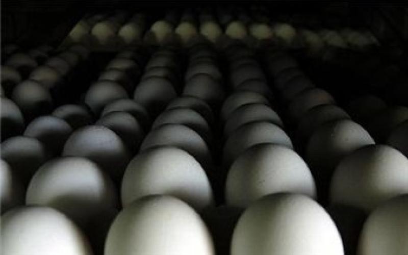 بيض فلسطيني في الأسواق الأردنية للمرة الأولى