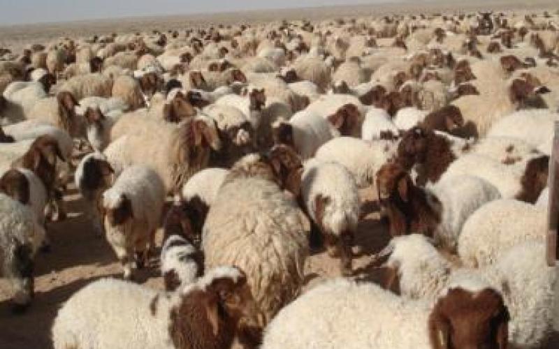 الأمانة تحدد "12 " موقعاً لبيع الأضاحي بالعاصمة