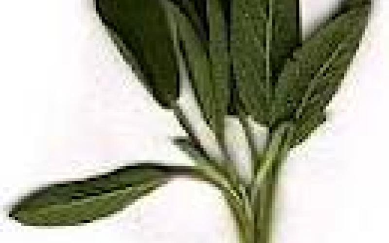 فوائد الميرمية