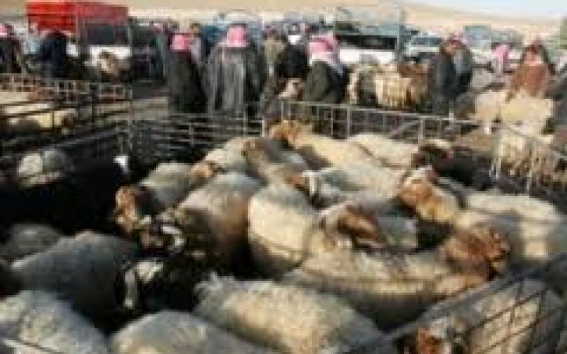 إجراءات مشددة للتعامل مع حظائر بيع الأضاحي 