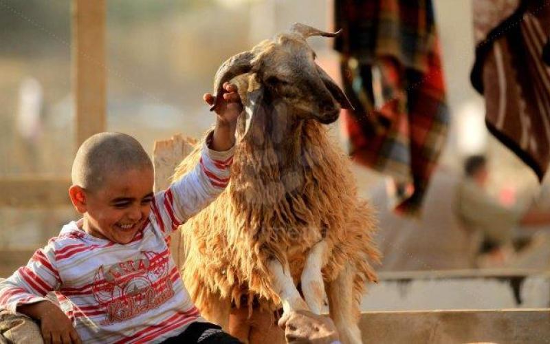 طفل يلهو مع خروف قبل ذبحه- عدسة محمد ابو غوش/ فيسبوك 