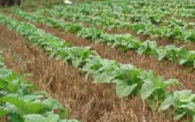 الأمانة تنتج ( 8 ملايين) شجرة وشجيرة وأشتال حوليه