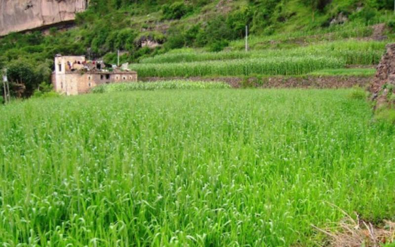 الأمطار تعيد آمال مزارعي القمح والزيتون