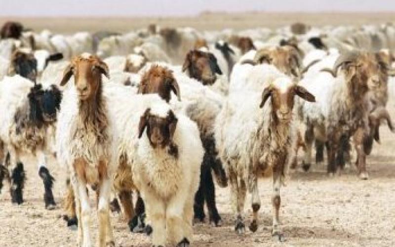 اربد: القبض على اخطر لص اغنام 