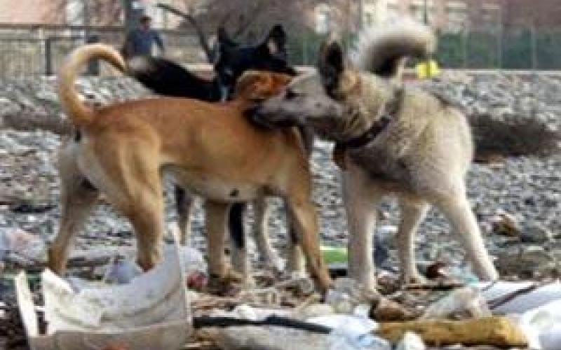محافظة مادبا: خطة شاملة لمعالجة ظاهرة الكلاب الضالة
