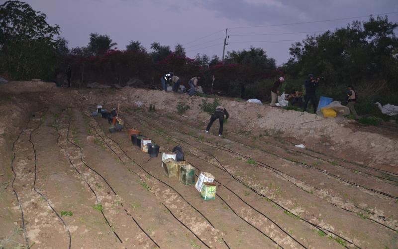 مداهمة 3 مزارع متخصصة بزراعة الحشيش في الشونة – صور